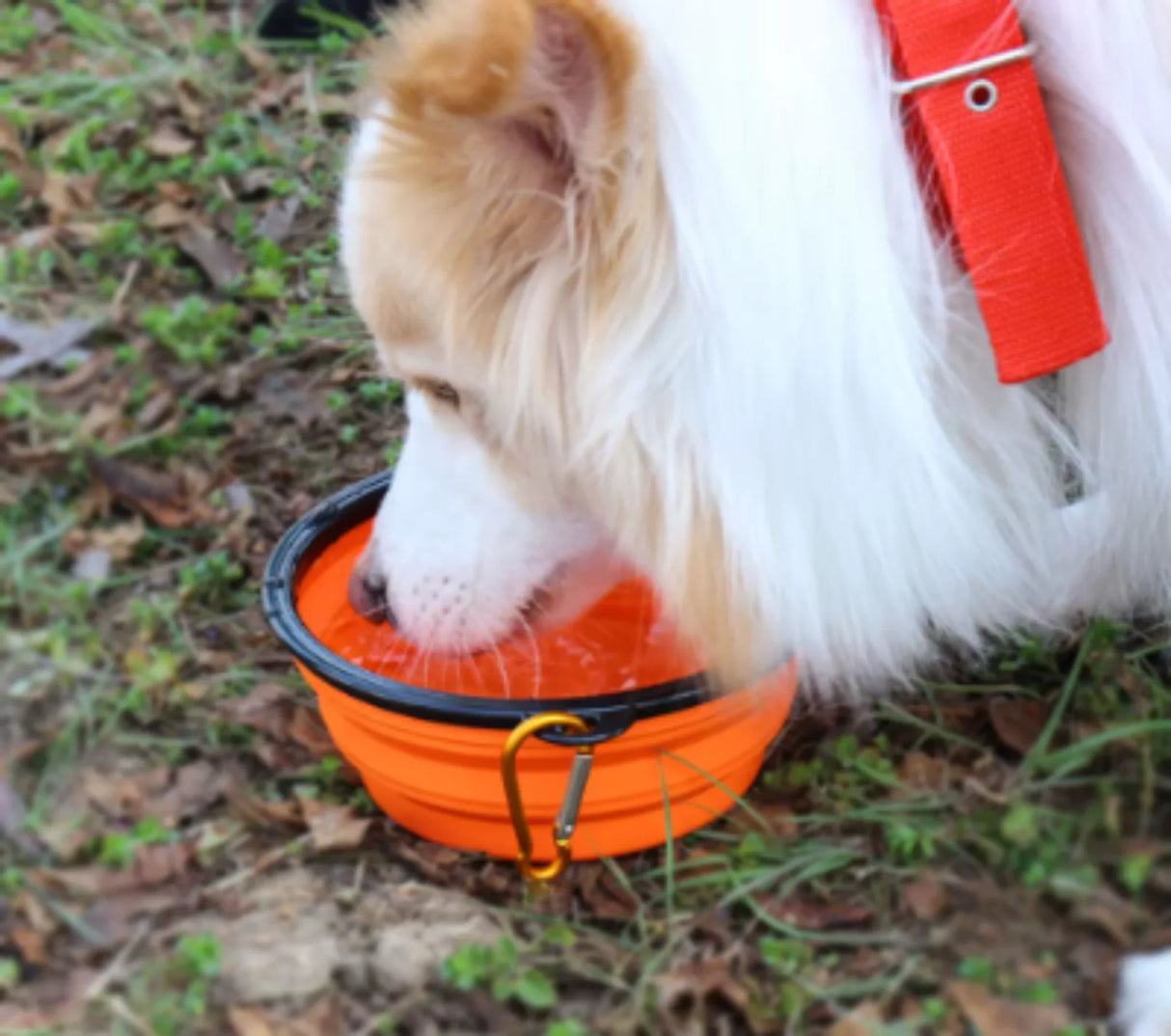 Collapsible Pet Silicone Dog Food Water Bowl Outdoor Camping Travel Portable Folding Supplies Dishes with Carabiner
