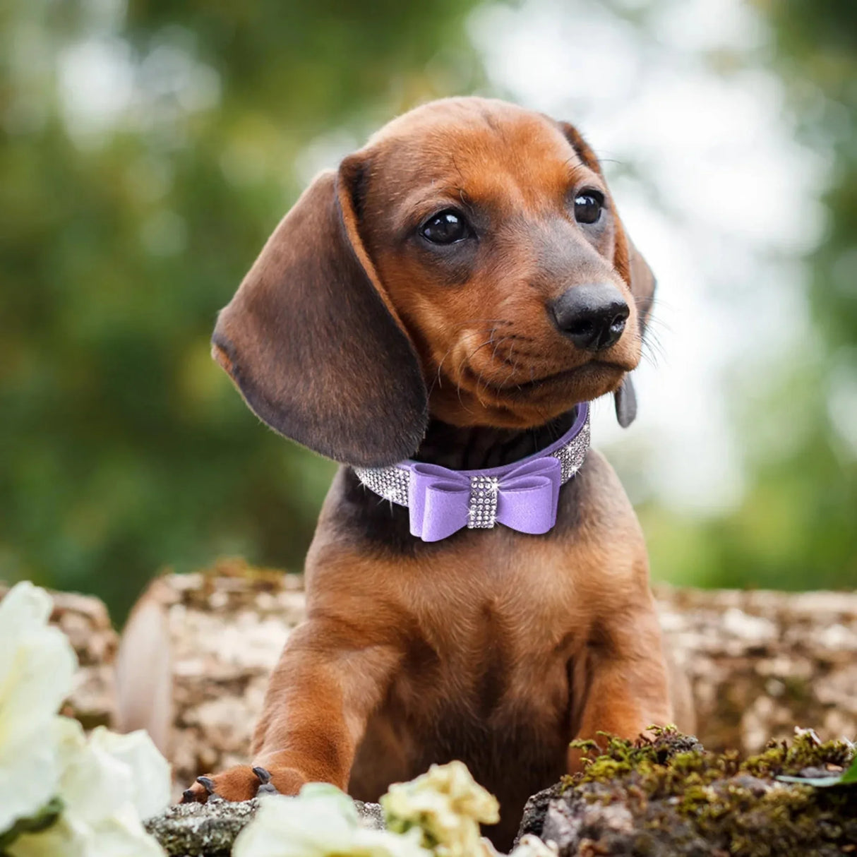 Small Medium Bling Rhinestone Suede Leather Bowknot Accessories Dog Collar Adjustable Pet Puppy Kitten Pug Necklace Collars