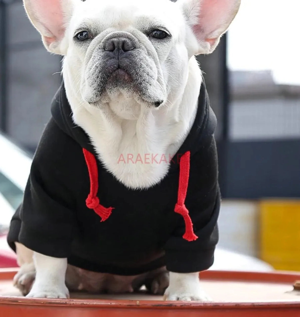 Pet autumn and winter love plaid hoodie for small, medium and large dogs,  cats, clothes