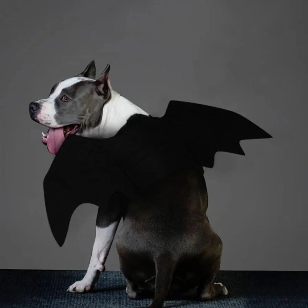 Halloween Costume for Dogs Pet Bat Wings Cat Dog Bat Costume Wings Dress Up Pet Accessories Party Pet Costume Puppy Wing