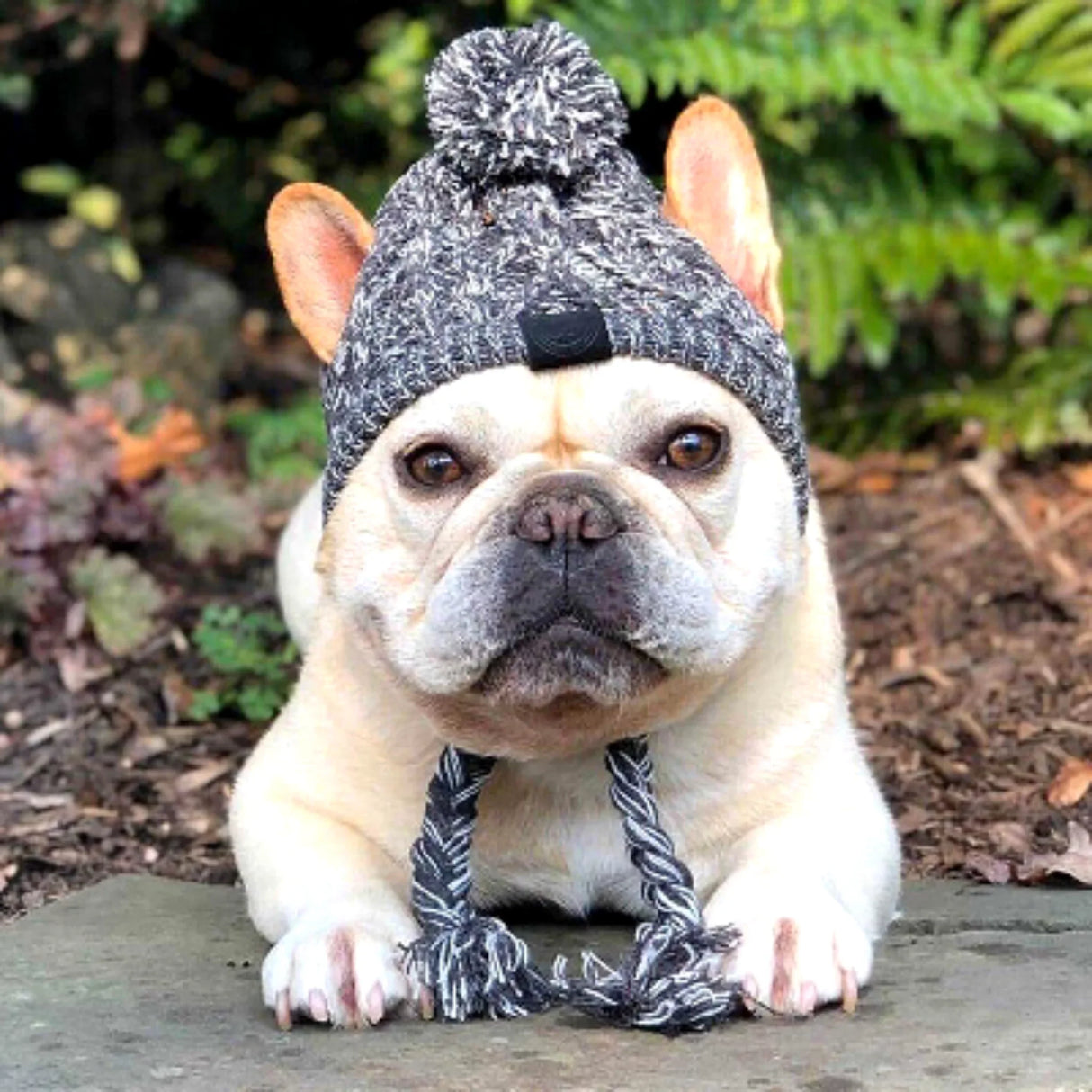 Winter Warm Dog Hats Windproof Knitting French Bulldog Hat For Dogs Chihuahua Hat Fluffy Ball Pet Hat Puppy Accessories