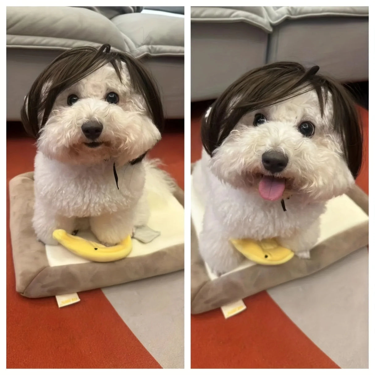 Funny Dog Cat Wig For Small Medium Large Dogs With Free Head Flower, Trimmable Pet Costume Cat Cosplay Decoration For Halloween, Christmas, Parties