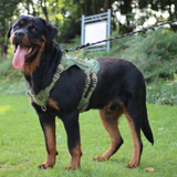 Arnés militar para perros grandes, chaleco de entrenamiento para pastor alemán, arnés táctico para perros y correa, accesorios para perros