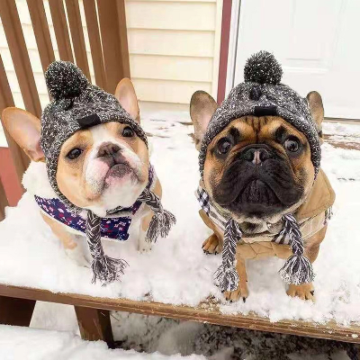 Gorros de invierno cálidos para perros, resistentes al viento, tejidos, para bulldog francés, para chihuahua, con bola esponjosa, accesorios para cachorros 