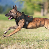 Conjunto de arnés y correa tácticos para perros Chaleco militar para perros K9 Pastor alemán Retriever Entrenamiento táctico para todas las razas de perros 