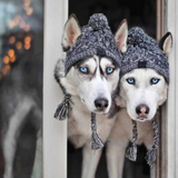 Gorros de invierno cálidos para perros, resistentes al viento, tejidos, para bulldog francés, para chihuahua, con bola esponjosa, accesorios para cachorros 