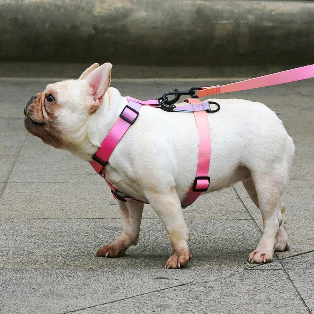 Collar de perro con degradado de color a la moda, correa, arnés, productos para mascotas, cadena para perros pequeños, medianos y grandes, apto para primavera, verano y otoño