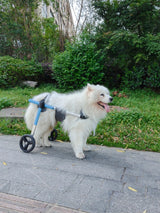 Dog Wheelchair For Hind Limb Paralysis Rehabilitation Mobility Aid For Elderly Puppies Assistance For Teddy And Disabled Pets