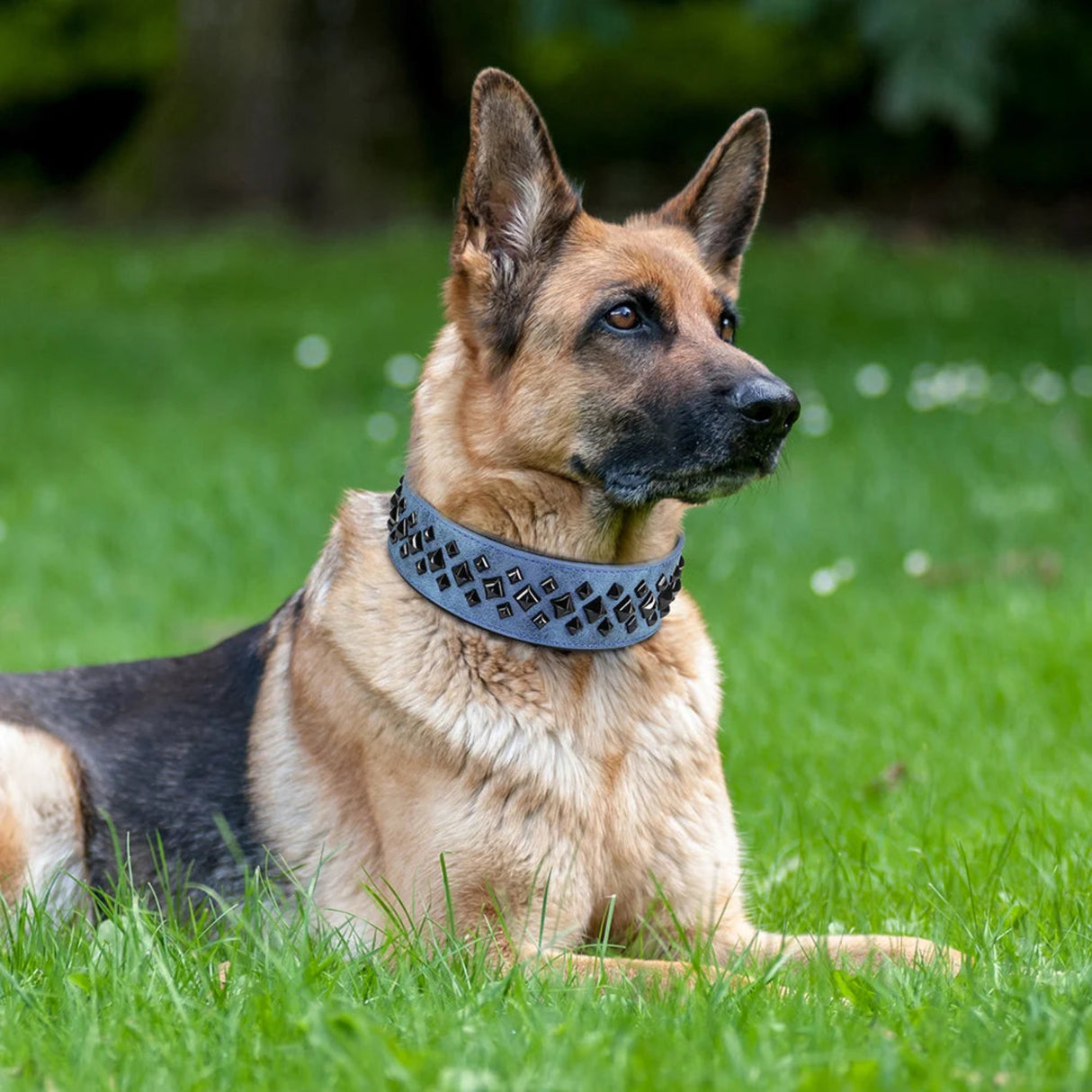 Collar de cuero auténtico con pinchos para perros grandes, duradero, acolchado, para entrenamiento de mascotas, para perros medianos y grandes, bulldog francés 