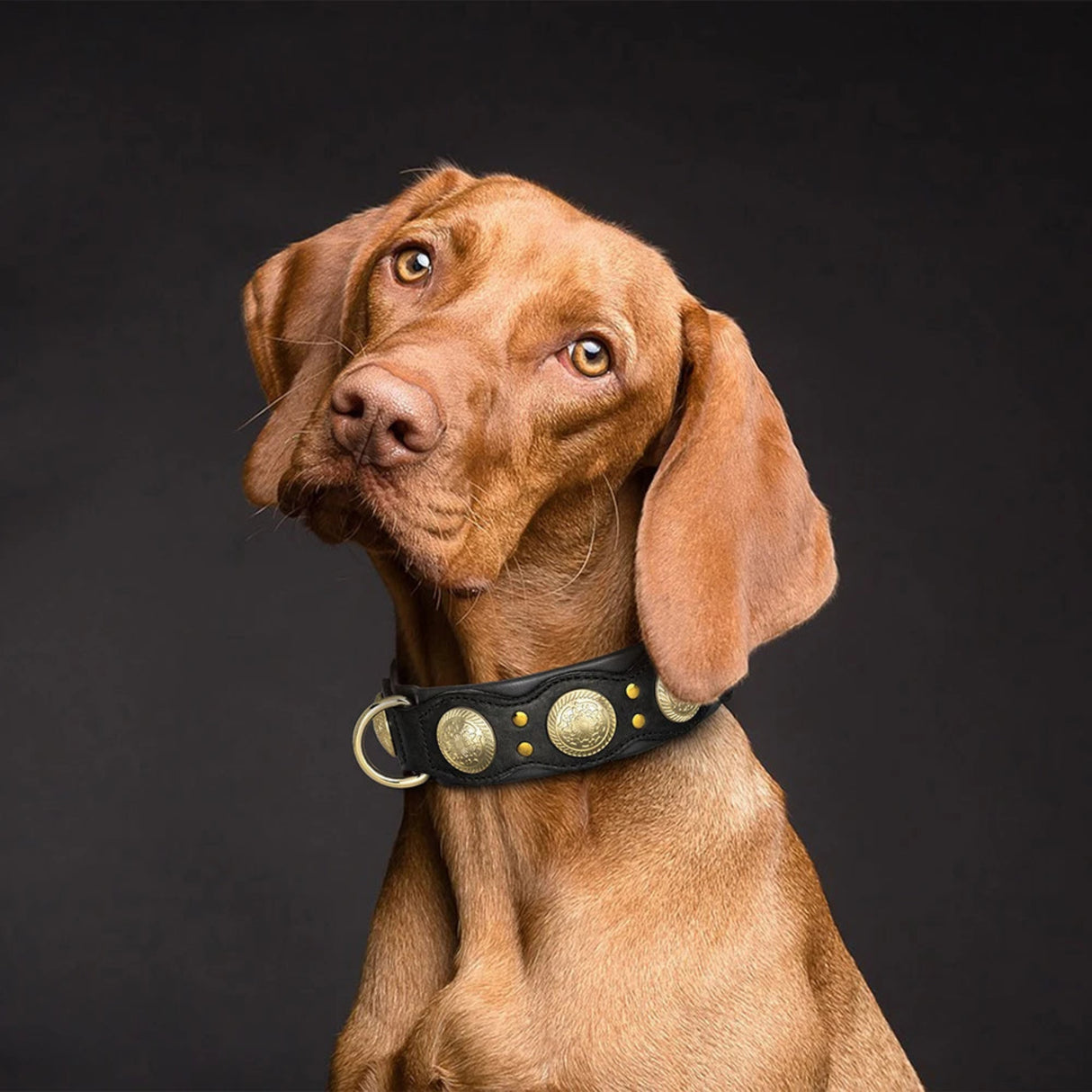 Collar de cuero auténtico para perros, collar de cuero genuino con púas y tachuelas, collar ajustable para perros grandes, medianos y grandes, Pug 