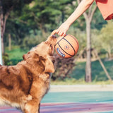 Pet Dog Toy Ball Bite-Resistant Basketball Rubber Handle Indestructible, Large and Small Dog Training Interactive Game Ball Toy