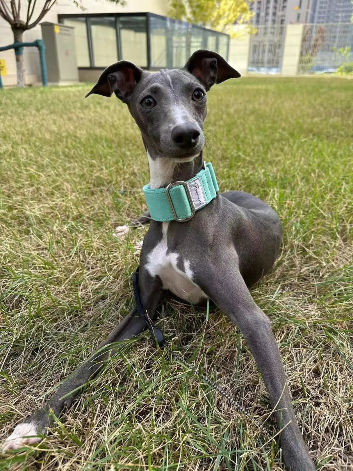 Italian Greyhound Whippet Martingale wide adjustable dog collar patterned cotton collar