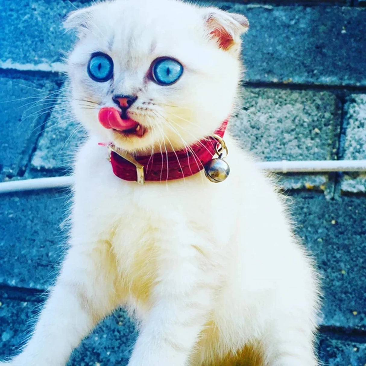 Heart Charm And Bell Cat Collar Safety Elastic Adjustable With Soft Velvet  8 Colors Pet Product Small Dog Collar