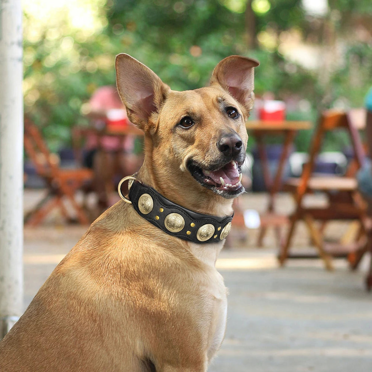 Collar de cuero auténtico para perros, collar de cuero genuino con púas y tachuelas, collar ajustable para perros grandes, medianos y grandes, Pug 