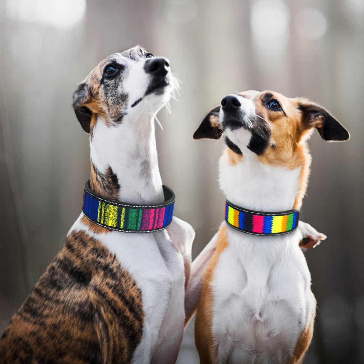 Collar reflectante para cachorros y perros grandes, ajustable, ancho, con hebilla para perros pequeños, medianos y grandes, cadena para perros pitbull y galgos 