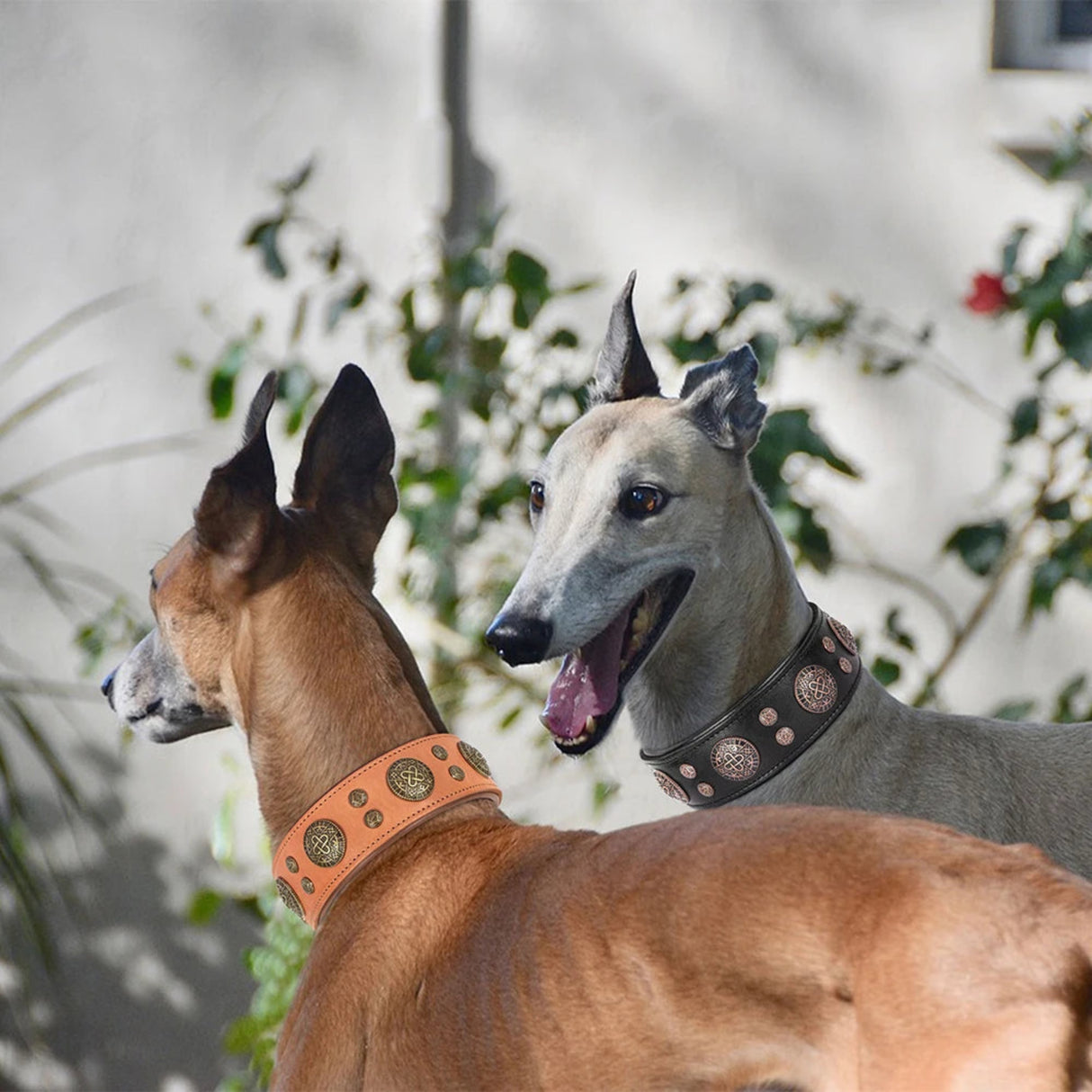 Collar de cuero genuino para perros con tachuelas y pinchos, collar ajustable para perros grandes, collar para perros medianos y grandes, bulldog francés 