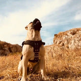 Durable Large Dog Harness Traction Rope Pit Bull Dog Muscle Training Carrying Strap Vest Adjustable Quick Control Pet Supplies