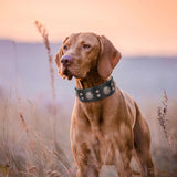 Collar de cuero genuino para perros con tachuelas y pinchos, collar ajustable para perros grandes, collar para perros medianos y grandes, bulldog francés 