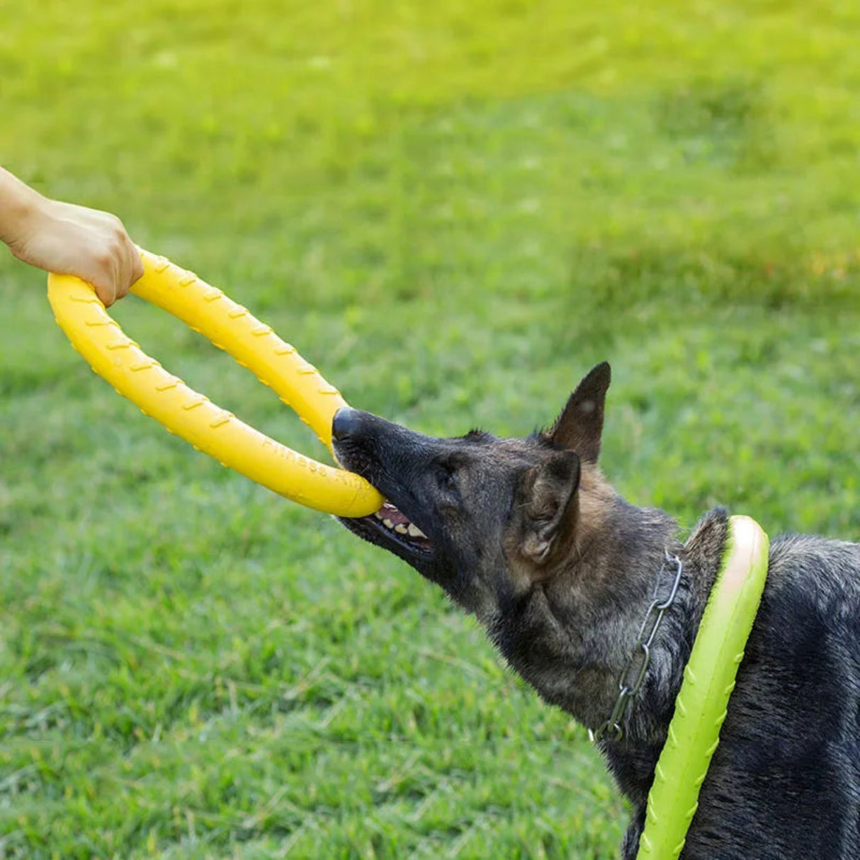 Juguetes para perros, discos voladores para mascotas, anillo de entrenamiento EVA para perros, juguetes resistentes para perros, anillo flotante para morder para cachorros, juguete interactivo 