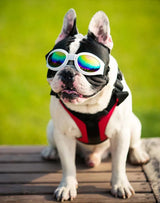 Gafas plegables para perros, gafas para mascotas que previenen los rayos UV, gafas para gatos, gafas de sol de moda para perros, accesorios para fotos, suministros para perros 