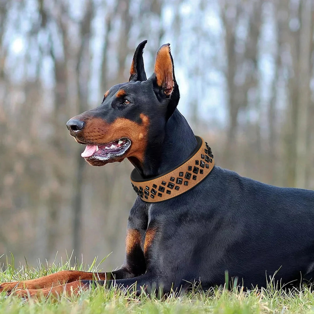 Collar de cuero auténtico con pinchos para perros grandes, duradero, acolchado, para entrenamiento de mascotas, para perros medianos y grandes, bulldog francés 