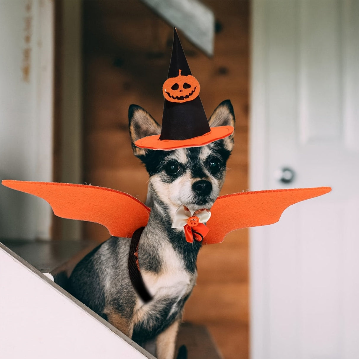 3pcs Pet Festival Decoration Include Bat Wings Pumpkin Cap Tie, Fashionable Props Decorative, Pet Photography Props, for Party Packs