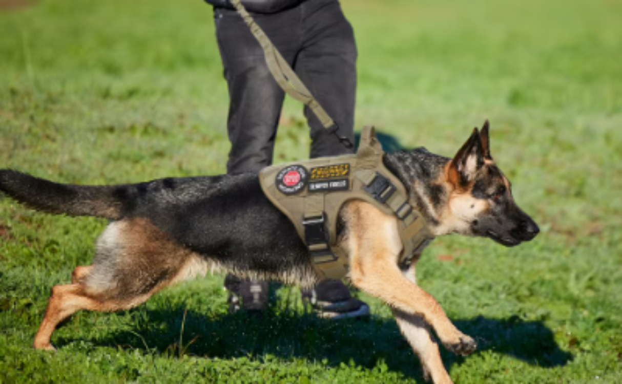 Conjunto de arnés y correa tácticos para perros Chaleco militar para perros K9 Pastor alemán Retriever Entrenamiento táctico para todas las razas de perros 